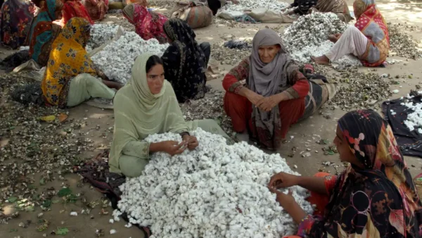 کپاس کی پیداوار