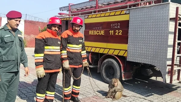 شکرگڑھ میں جنگلی بندر